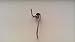 SAMSUNG DA61-08314A Refrigerator Divider Door Spring Original Part