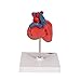 3B Scientific G08 2 Part Classic Heart Model, 7.5