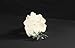 Universal Rocks Decorock-040 Decorative Artificial Texas Holey Rock, White