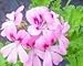 Mimosa (Sweet Miriam) Scented Geranium Live Plant