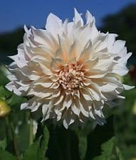 1 Cafe Au Lait Dinnerplate Dahlia Large Bulb Size #1 - Immediate Shipping!