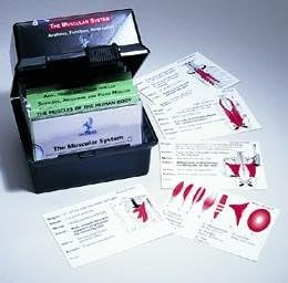 The Muscular System Flash Card Set