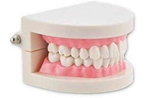 Smiledt Dental Dentist Flesh Pink Gums Standard Teeth Tooth Teach Model
