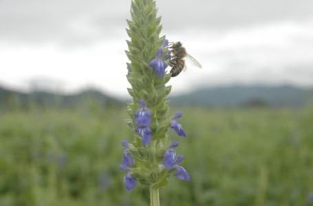 Amazon.com: 1000 Chia Sage/Salvia Salvia Hispanica semillas ...
