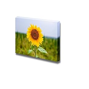 Canvas Prints Wall Art - Blooming Sunflower Close Up in a Field of Plants | Modern Wall Decor/Home Decoration Stretched Gallery Canvas Wrap Giclee Print. Ready to Hang - 12" x 18"