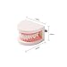 Easyinsmile® Dental Standard Teeth Teaching Model Kids Denture Model Tooth Model for Student