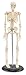 My First Skeleton (Tiny Tim) 16 1/2
