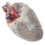 Nasco Sheep Organ - Heart Double-Injected Lab Specimen - LS03701