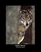Gray Wolf Wall Decor Posters for Any Room in Your Home, Art Set (3 Pack)