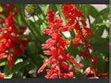 Salvia Scarlet Sage (Salvia Coccinea) Beautiful Tall and Vivid Red, Brings Hummingbirds and Easy to Grow Approx 30 Seeds