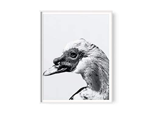 Download Amazon.com: Black and White Duck Print | Ugly Duckling Art ...
