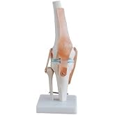 Knee Joint Simulation Model Medical Anatomy Human 1:1 Life Size