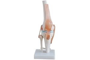 TDOU Knee Joint Simulation Model Medical Anatomy Human 1:1 Life Size