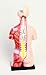 American Educational 45cm Mini Torso Model