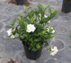 Indoorbonsaiandexotics August Beauty Gardenia Plant in One Gallon. by indoorbonsaiandexotics