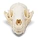 Raccoon Skull- Real Raccoon Skull Taxidermy, Made in The USA, an American Heritage Industries Product