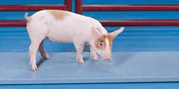 VS-660 Livestock Veterinary Animal Dog Goat Calf Hog Pig Sheep 4H 43