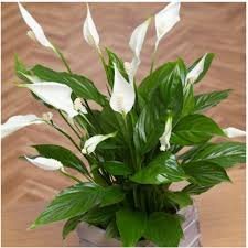 Puspita Nursery Peace Lily Indoor Plant Spathiphyllum (Green)