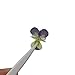 Multiple Real Pressed Dried Flowers Natural Pressed Flowers for Scrapbooking Crafts Nail Art Soap Candle Resin Making
