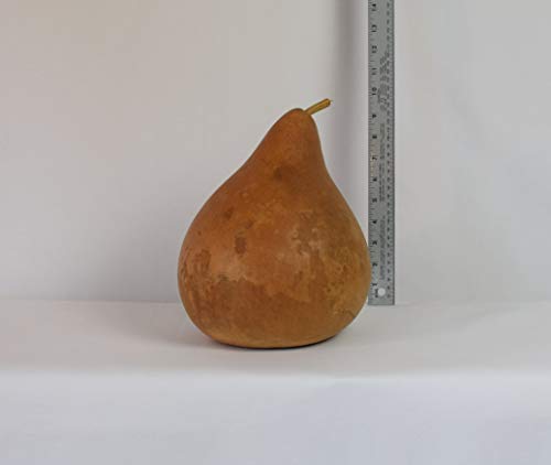 Dried Hard Shell Martin Gourd - 8" Diameter