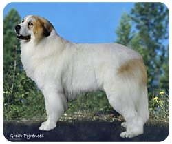 Great Pyrenees Mousepad