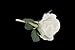 White Silk Rose Flower Boutonniere with Cream Ribbon High End Quality