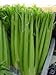 Celery Tall Utah ~ BULK 100,000 Seeds Great Heirloom Vegetable