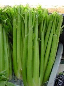 Celery Tall Utah ~ BULK 100,000 Seeds Great Heirloom Vegetable Celery Tall Utah ~ BULK 100,000 Seeds Great Heirloom Vegetable