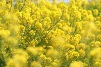 Amazon 菜の花の種子 1kg 花