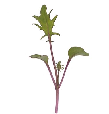 Todd's Seeds Red Russian Kale Seed - 1 Pound