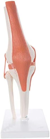 ScienceFox PVC Plastic Functional Knee Joint Model