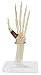 GPI Anatomicals - Hand and Wrist Model, Replica of Hand and Wrist with Carpal Tunnel Syndrome for Human Anatomy and Physiology Education, Anatomy Model for Doctor's Offices, Medical Learning Resources