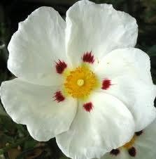 Cistus (Labdanum Res) essential oil - Cistus ladaniferus, 50ml