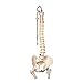 3B Scientific A58/2 Classic Flexible Spine Femur Heads - 3B Smart Anatomy