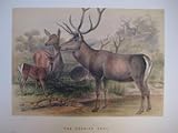The Persian Deer