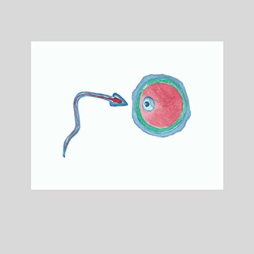 Fertility Awareness Sperm Egg Ovum OBGYN Midwife Print