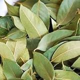 Pack of 40 Jamaican Pimento Leaves