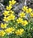 3000 YELLOW SWEET CLOVER Melilotus Officinalis Flower Seeds