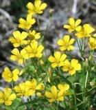 Seedville Melilotus Officinalis Yellow Sweet Clover Flower, 3000 Seeds Seedville Melilotus Officinalis Yellow Sweet Clover Flower, 3000 Seeds