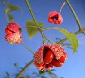 Amazon アメリカマユミ ツリバナ アメリカーナ 花