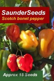Scotch Bonet Chilli pepper seeds to grow your own hot chilli plant flavour unique flavour for jerk dishes. heat rating of 100,000–350,000 Scoville Units