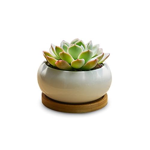 Wholesale Flower Pots Y Amp M Tm Elegance House Flower Pots Indoor Ceramic Planting Vase For Succulent And Cactus Plants With Bamboo Saucer One Pot Buy Online In United Arab Emirates At Desertcart Ae Productid 35326577