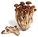 Hinterland Trading Mushroom Italian Poplar 100+ Spore Coated Carrier Seeds Grow Your Own Fresh Gourmet Mushrooms
