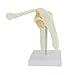 Anatomy Model of Human Shoulder Joint Bones - Anatomical Joint Models for Teaching Life Size - with Rotator Cuff Shoulder