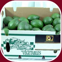 15 Fresh California Hass Avocados from Morro Creek Ranch - Nutrient-Dense Superfood with Superior Taste