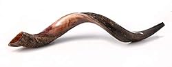 Yemenite Kudu Horn Shofar Shofars with Free Anti