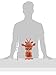 Baby Aspen, Lobster Laughs Lobster Hooded Towel, Red, 0-9 Months BA14013NA