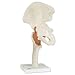 3B Scientific A81 Functional Hip Joint - 3B Smart Anatomy