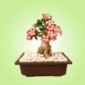 Plastic Pot, Brown, 28x20x9.7 cm, 2 Pc