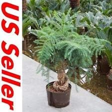 33 PCS Bonsai Araucaria Seeds T14, Gardening Trees Air Purifier